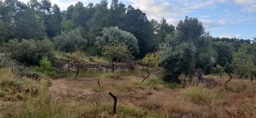 imagen 3 de Venta de finca rústica con caseta en Valderrobres (Teruel)