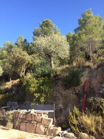 imagen 3 de Venta de finca con olivos y frutales en Calaceite (Teruel)