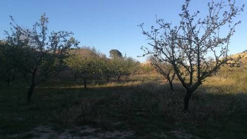 imagen 1 de Venta de finca de almendros de regadío en Albalate del Arzobispo