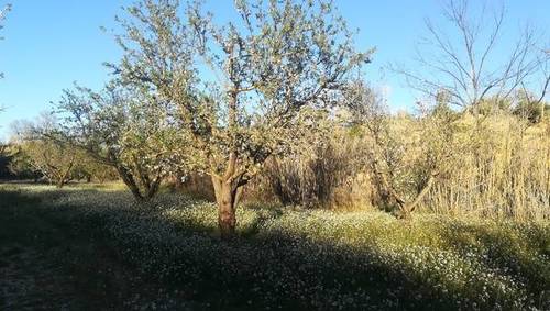 imagen 2 de Venta de finca de almendros de regadío en Albalate del Arzobispo