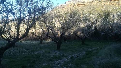imagen 4 de Venta de finca de almendros de regadío en Albalate del Arzobispo