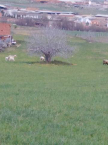 imagen 1 de Venta de finca de secano en Menasalbas (Toledo)