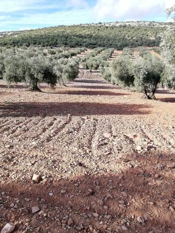 imagen 2 de Venta de terreno con olivos centenarios en Mora (Toledo)