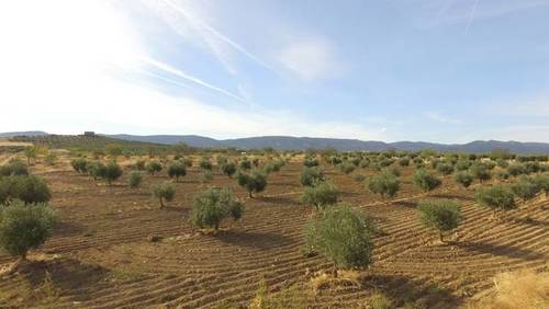 imagen 2 de Venta de olivar en Sonseca (Toledo)