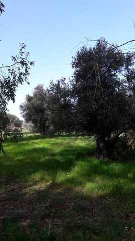 imagen 2 de Venta de finca rústica en Talavera de la Reina (Toledo)