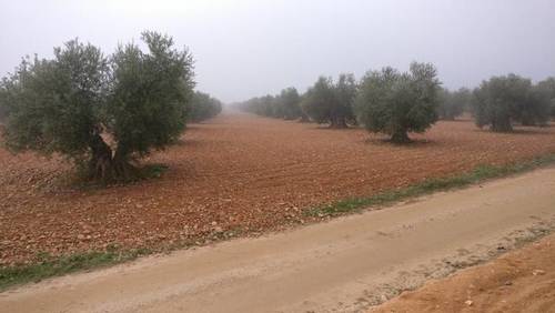 imagen 1 de Venta de olivar en Madridejos (Toledo)
