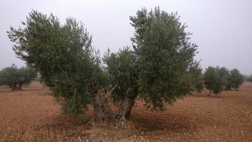 imagen 2 de Venta de olivar en Madridejos (Toledo)