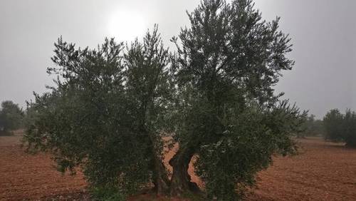 imagen 4 de Venta de olivar en Madridejos (Toledo)