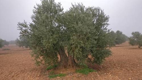 imagen 3 de Venta de olivar en Madridejos (Toledo)