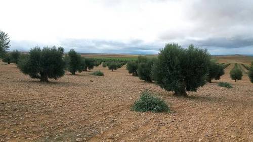 imagen 2 de Venta de olivar ecológico de regadío en Toledo
