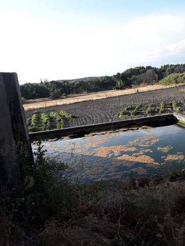 imagen 5 de Venta de olivar y huerta en La Pueblanueva (Toledo)
