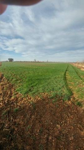 imagen 3 de Venta de finca de regadío en Toledo