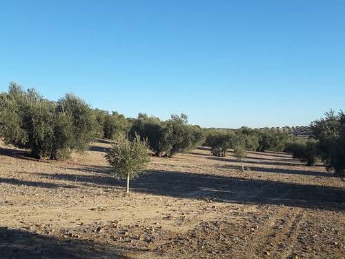 imagen 1 de Venta de olivar en Cebolla (Toledo)