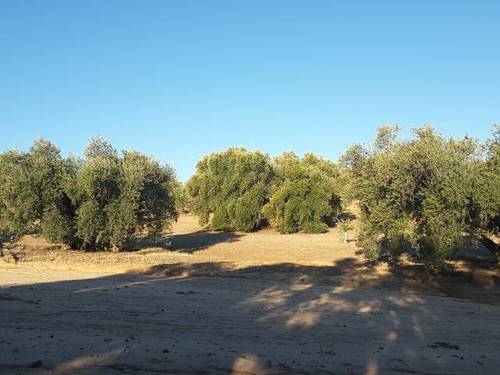 imagen 4 de Venta de olivar en Cebolla (Toledo)