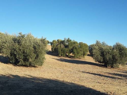 imagen 3 de Venta de olivar en Cebolla (Toledo)