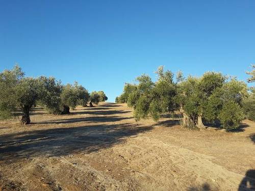 imagen 2 de Venta de olivar en Cebolla (Toledo)