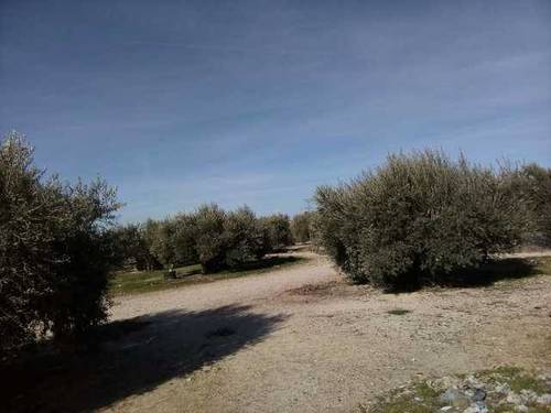 imagen 1 de Venta de finca con casa a reformar en Toledo