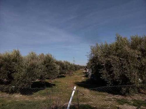 imagen 3 de Venta de finca con casa a reformar en Toledo