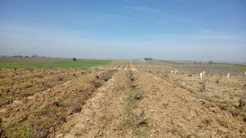 imagen 1 de Venta de viña de secano en Fuensalida (Toledo)