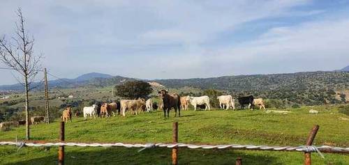 imagen 2 de Venta de finca con núcleo zoológico en Almorox (Toledo)