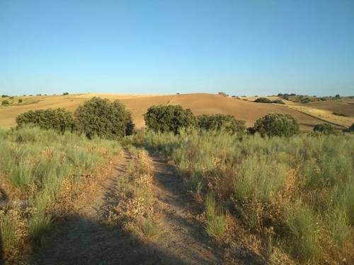 imagen 3 de Venta de finca rústica en Santa Cruz del Retamar