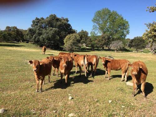 imagen 1 de Venta de finca ganadera en Pelahustan (Toledo)