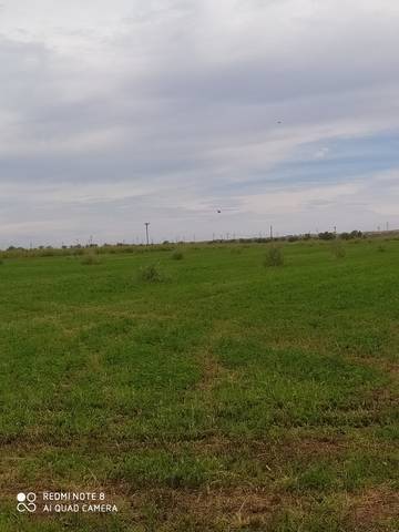 imagen 2 de Venta de finca de regadío en Alcolea del Tajo (Toledo)