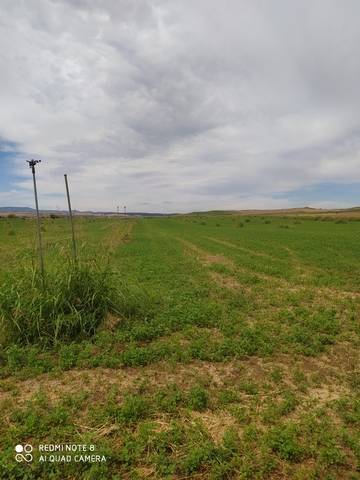 imagen 4 de Venta de finca de regadío en Alcolea del Tajo (Toledo)