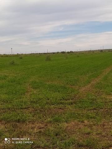 imagen 3 de Venta de finca de regadío en Alcolea del Tajo (Toledo)