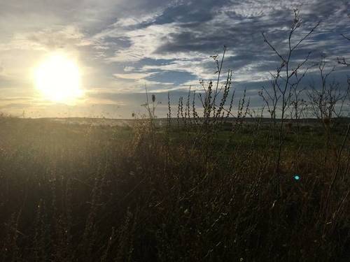 imagen 1 de Venta de finca de regadío en Alcolea del Tajo (Toledo)