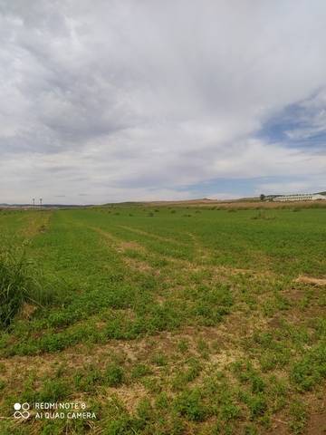 imagen 5 de Venta de finca de regadío en Alcolea del Tajo (Toledo)
