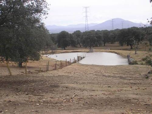 imagen 3 de Venta de finca con corrales para ganado en Alcolea del Tajo (Toledo)