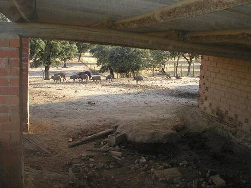 imagen 2 de Venta de finca con corrales para ganado en Alcolea del Tajo (Toledo)