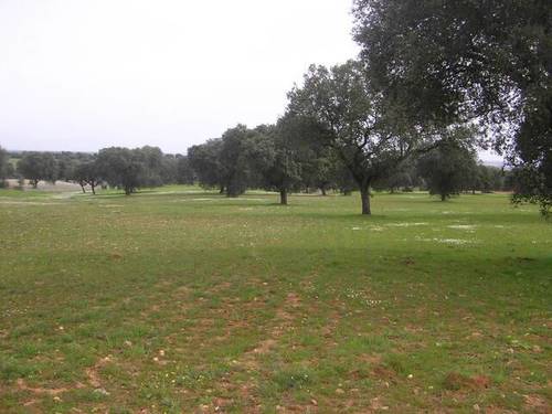 imagen 8 de Venta de finca con corrales para ganado en Alcolea del Tajo (Toledo)