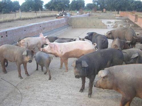 imagen 4 de Venta de finca con corrales para ganado en Alcolea del Tajo (Toledo)