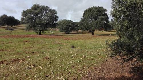imagen 7 de Venta de finca con corrales para ganado en Alcolea del Tajo (Toledo)