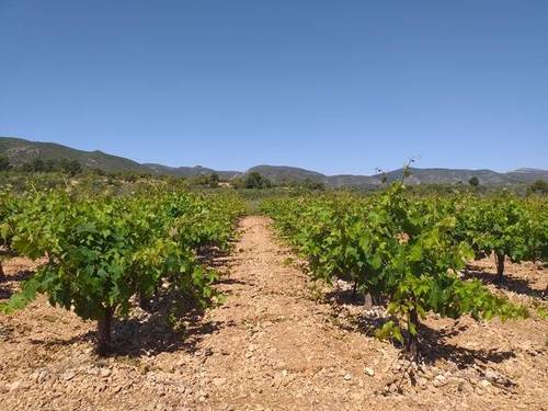 imagen 1 de Venta de viñedo en Cheste (Valencia)