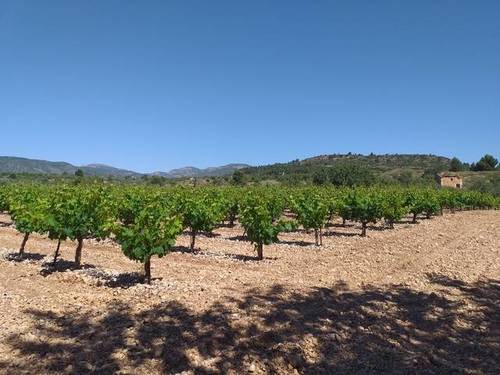 imagen 2 de Venta de viñedo en Cheste (Valencia)