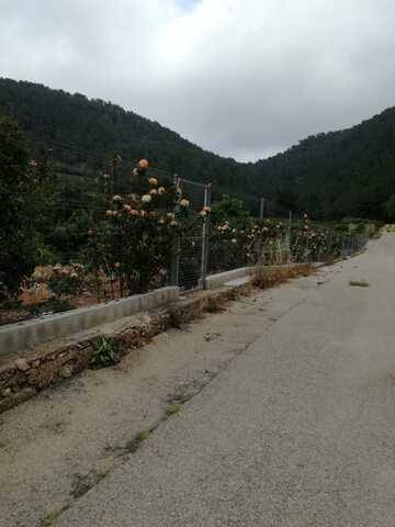 imagen 6 de Venta de casa rural con terreno en Llauri (Valencia)