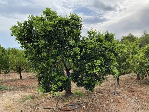 imagen 1 de Venta de finca de naranjos en Serra (Valencia)