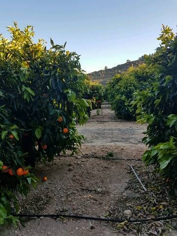 imagen 1 de Venta de finca de naranjos en Montserrat (Valencia)