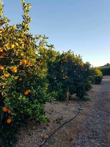 imagen 3 de Venta de finca de naranjos en Montserrat (Valencia)