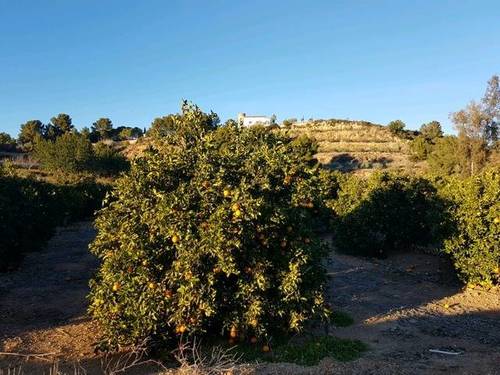 imagen 2 de Venta de finca de naranjos en Montserrat (Valencia)