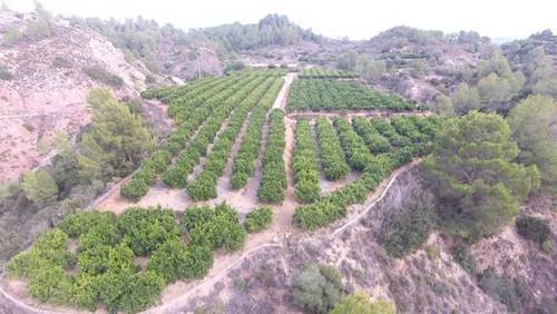 imagen 1 de Venta de finca de naranjos en Xátiva