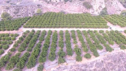 imagen 2 de Venta de finca de naranjos en Xátiva