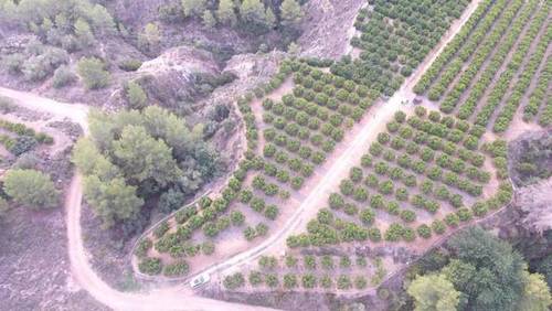 imagen 3 de Venta de finca de naranjos en Xátiva