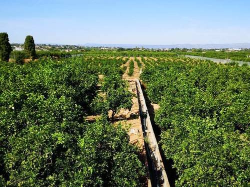 imagen 1 de Venta de finca de naranjos con casa rural en Valencia