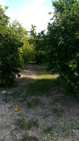 imagen 2 de Venta de finca de naranjos en Corbera (Valencia)