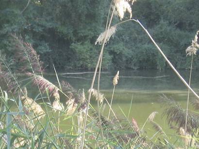 imagen 3 de Venta de finca rústica en Tudela de Duero (Valladolid)