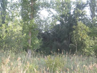 imagen 4 de Venta de finca rústica en Tudela de Duero (Valladolid)